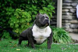 american bully champion bloodline for sale download american bully champion bloodline for sale download