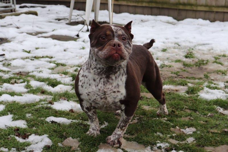 DAWGPOUNDBULLYZ GINGER OF GNB